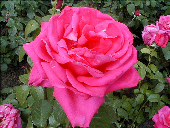 rose-01.JPG