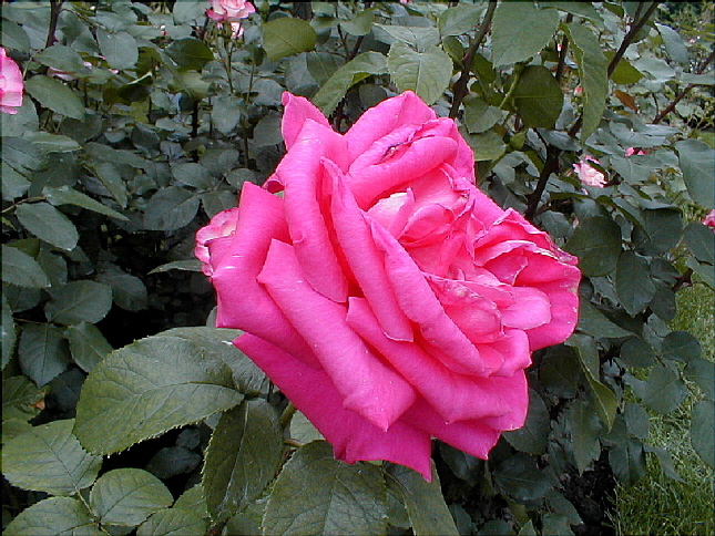 rose-02.JPG