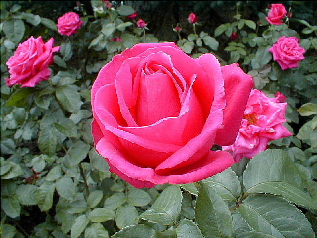 rose-03.JPG
