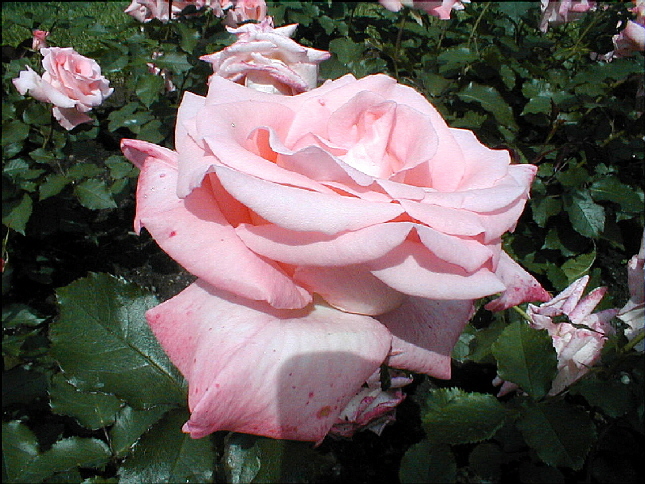 rose-04.JPG