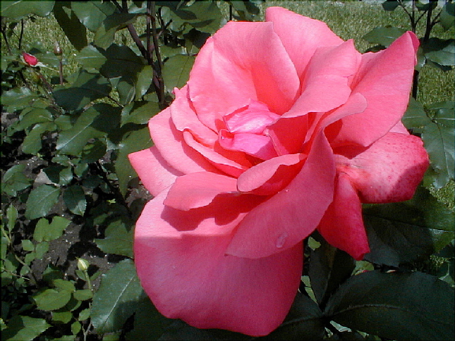 rose-05.JPG