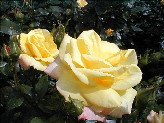 rose-06.JPG