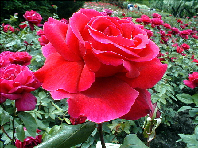 rose-08.JPG