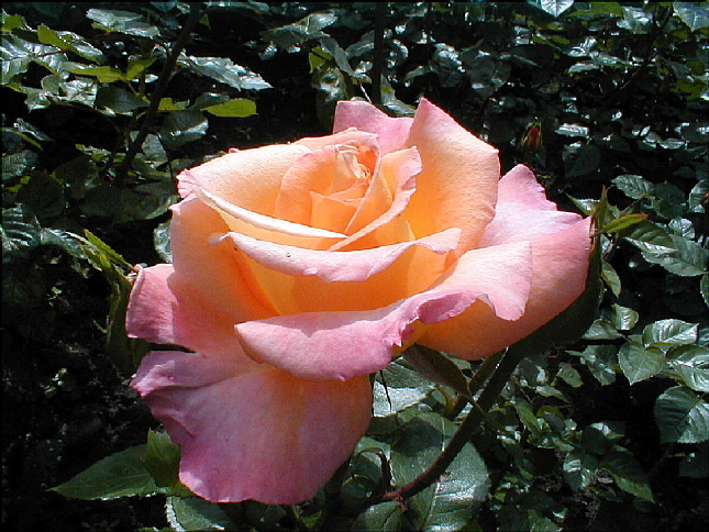 rose-09.JPG