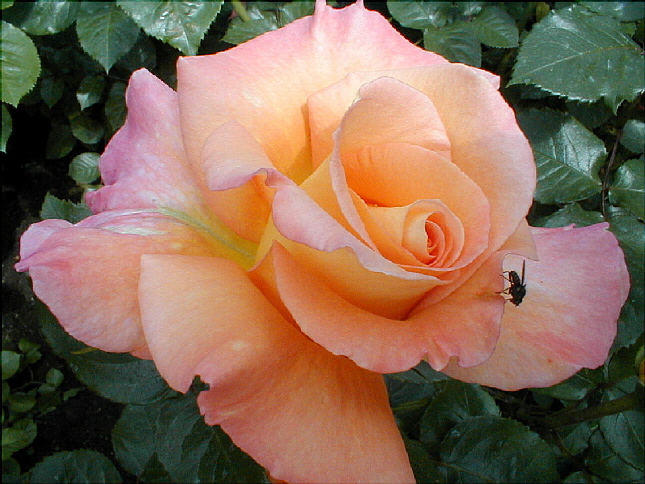 rose-10.JPG