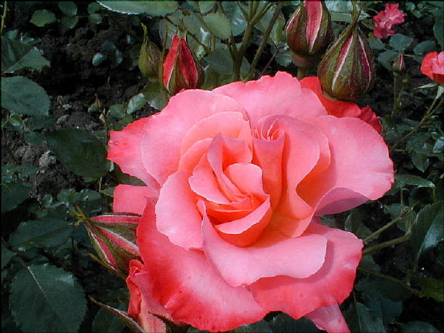 rose-12.JPG