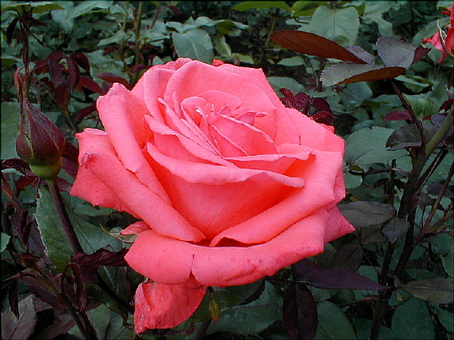 rose-14.JPG