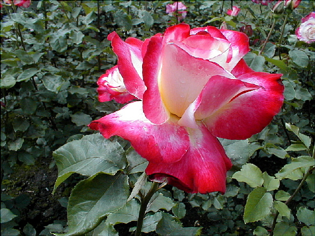 rose-15.JPG