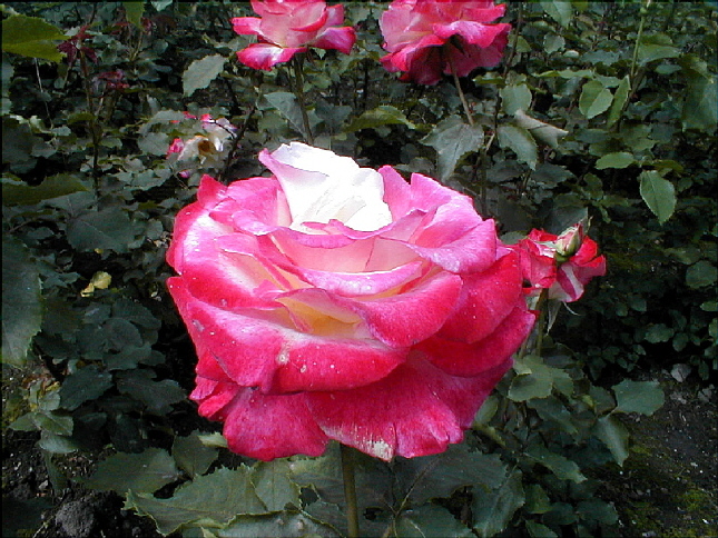 rose-16.JPG