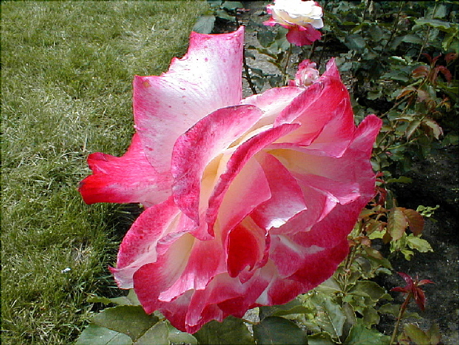 rose-17.JPG