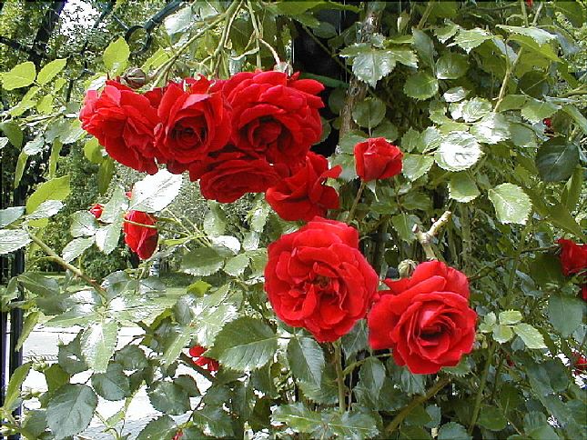 rose-20.JPG