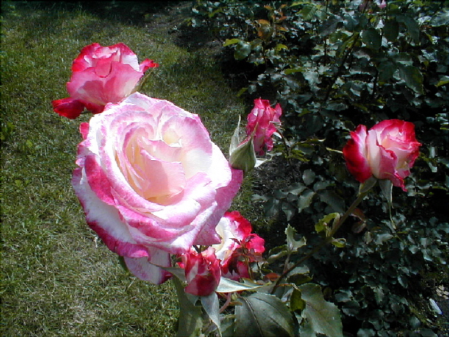 rose-21.JPG