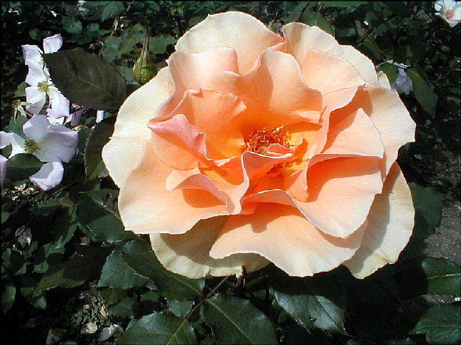 rose-23.JPG