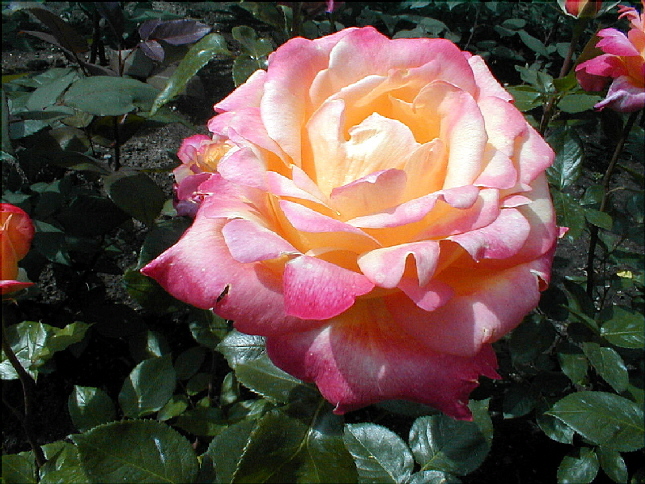 rose-24.JPG