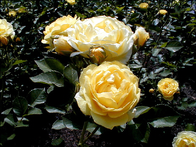 rose-25.JPG