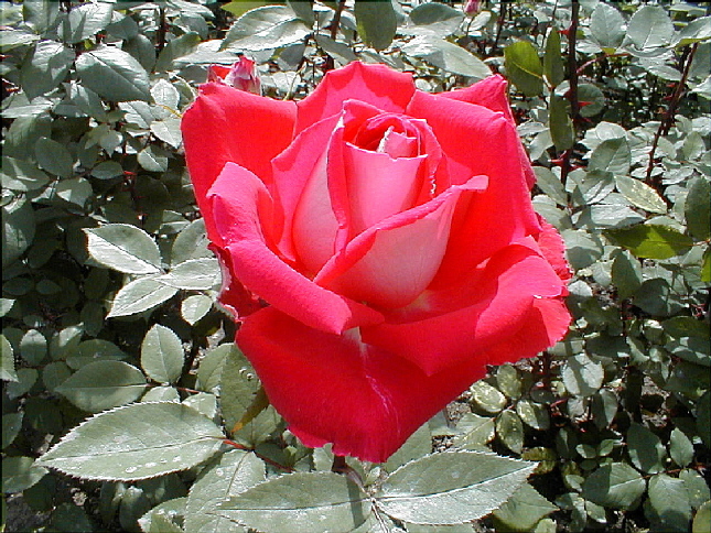 rose-26.JPG