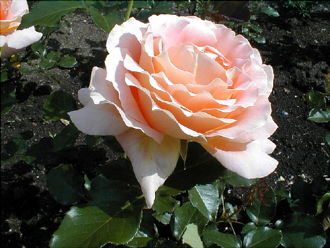 rose-27.JPG