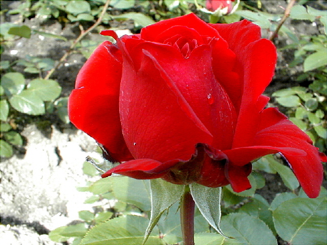 rose-31.JPG