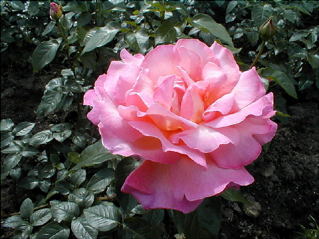 rose-32.JPG