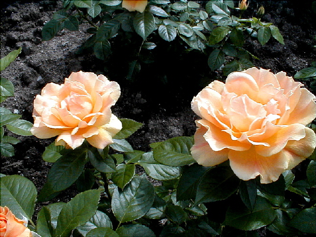 rose-33.JPG