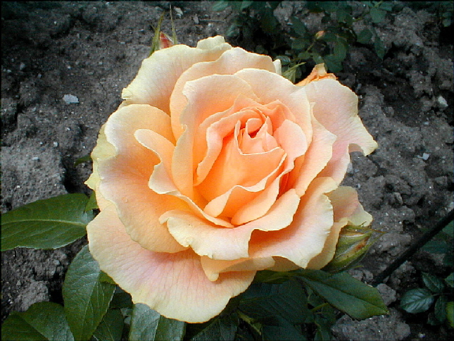 rose-34.JPG