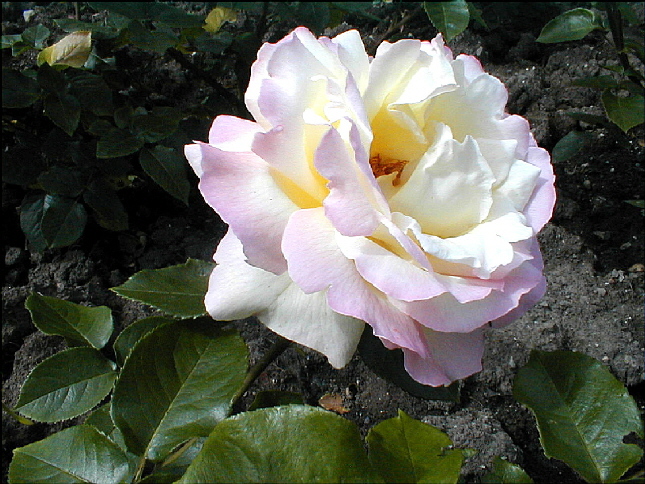 rose-35.JPG