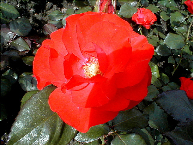 rose-36.JPG