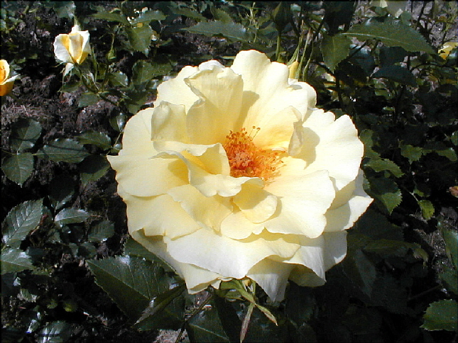 rose-37.JPG