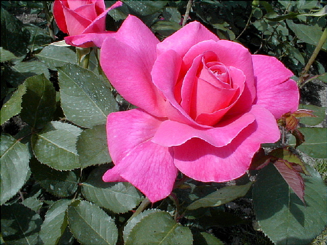 rose-38.JPG