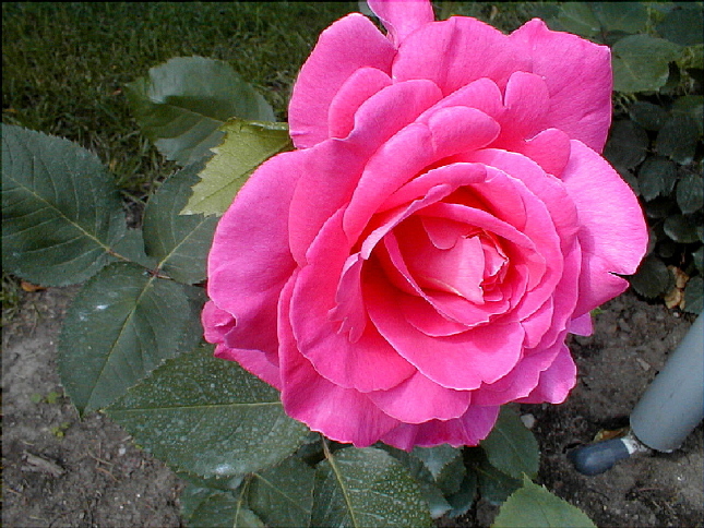 rose-39.JPG