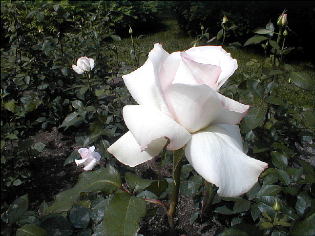 rose-40.JPG