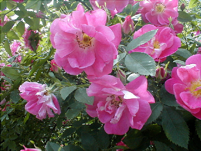 rose-41.JPG