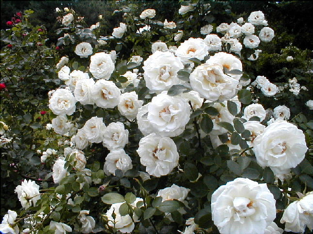 rose-42.JPG