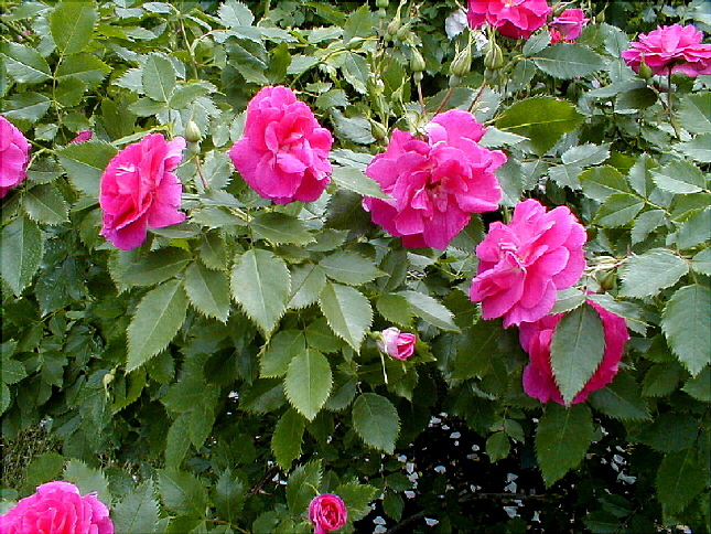 rose-43.JPG