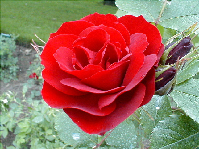 rose-44.JPG