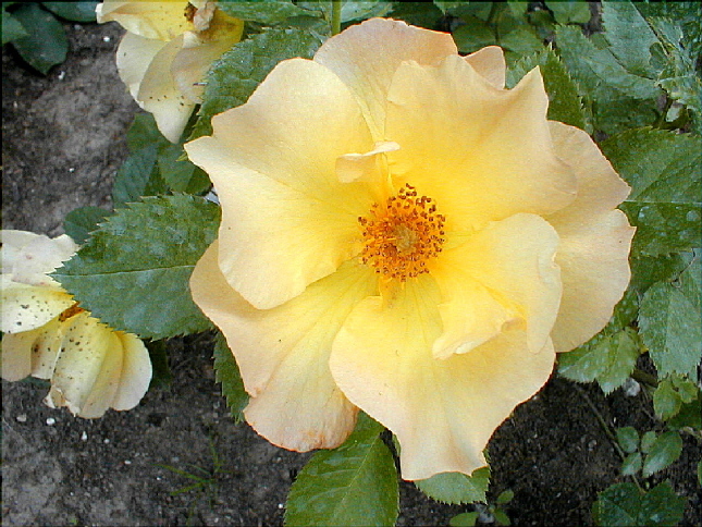 rose-45.JPG