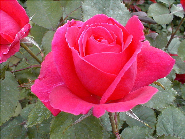 rose-46.JPG