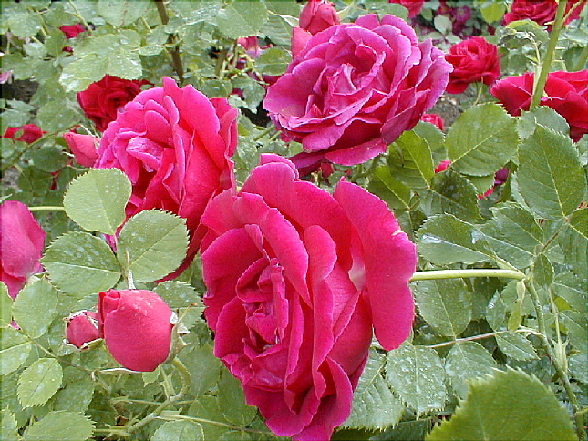 rose-47.JPG