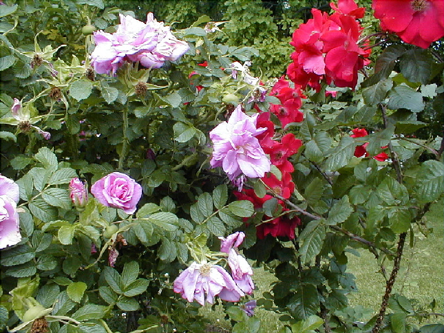 rose-50.JPG