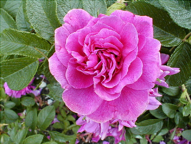 rose-51.JPG