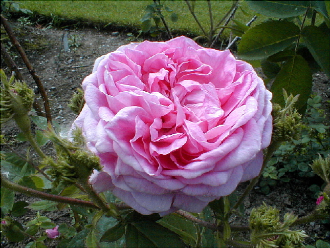 rose-53.JPG