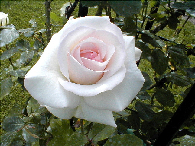 rose-55.JPG