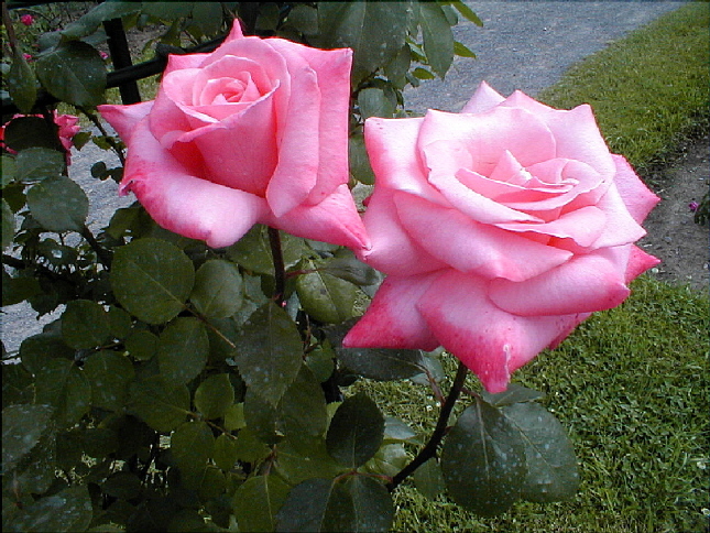 rose-56.JPG