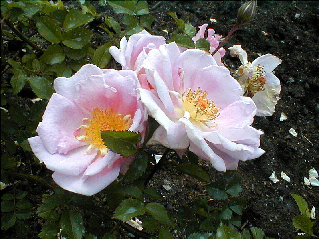 rose-59.JPG