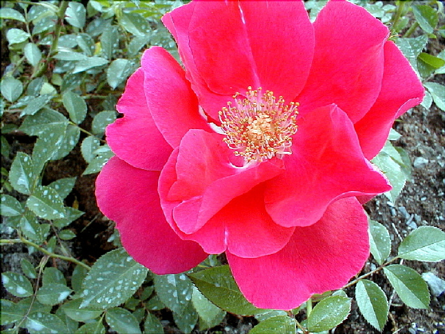 rose-60.JPG