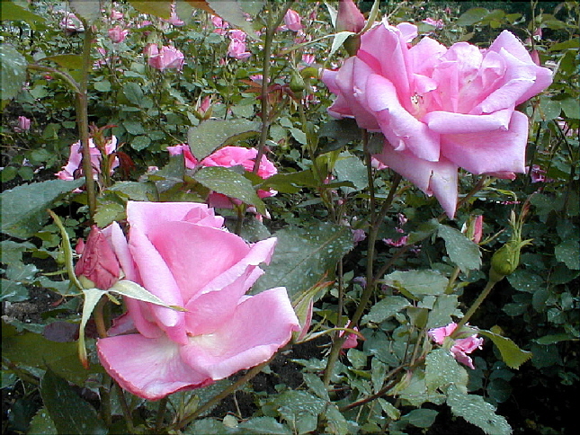 rose-62.JPG