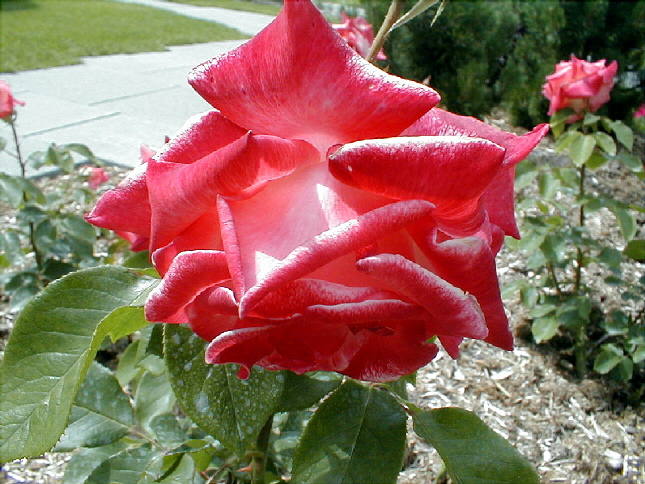 rose-64.JPG