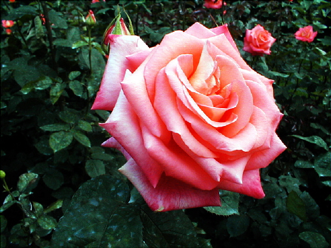 rose-68.JPG