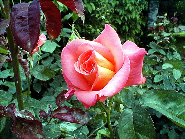 rose-69.JPG