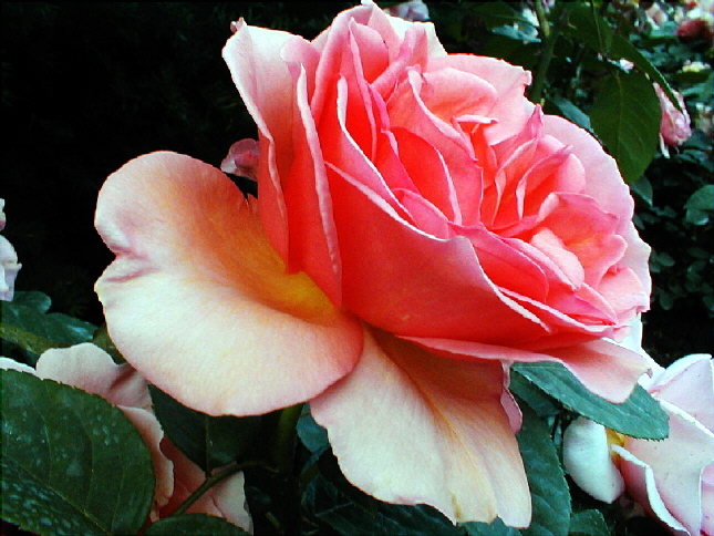 rose-70.JPG